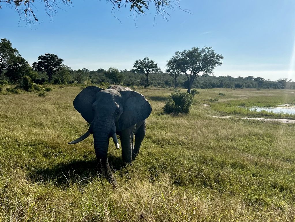 Kruger NP olifanten Zuid Afrika groepsrondreis 10